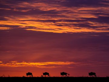 Classic Kenya Safari