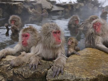 Snow Monkeys