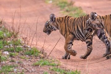 India Tigers