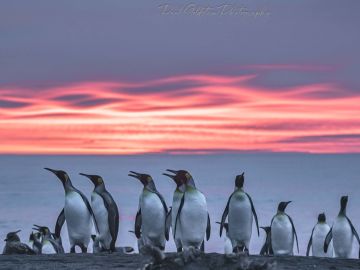 King penguins in South Georgia at sunset