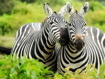 Zebras Cuddling