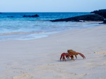 Sally lightfoot crab