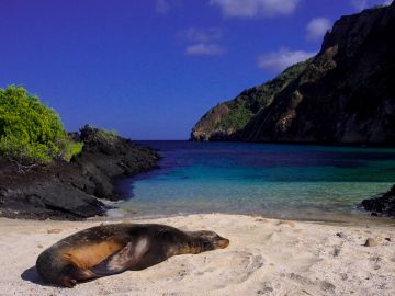 Sea lion