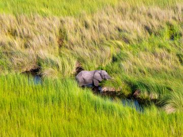 Top 10 Destinations for African Safaris