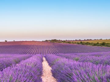 Blooming Marvellous: Guide to Flowers in Europe