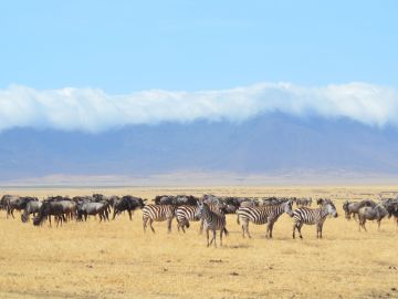 Wildlife in Africa