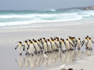 antarctica falkland island