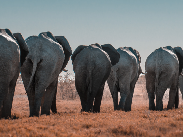 Namibia & Botswana