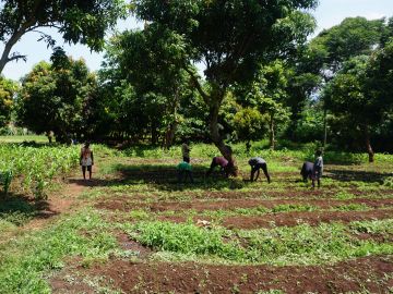 Permaculture training for young people, Uganda