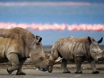 Five of The World’s Most Magnificent Animals To See In The Wild