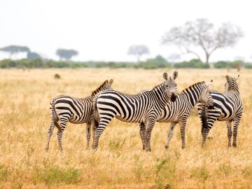 Top 10 New Trips To Look Out For In 2025 