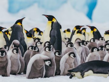 Ten Reasons Why You Should Embark On The ‘Shackleton’s Emperors’ Expedition
