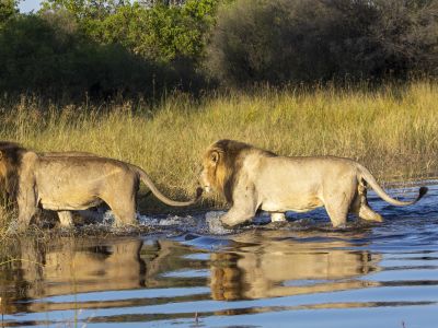 Botswana Safari Holidays