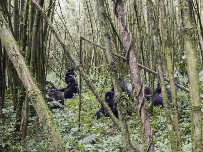 Wildlife Holidays in Rwanda