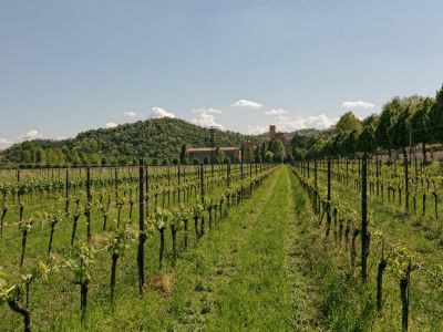 Walking in the Venetian Hills