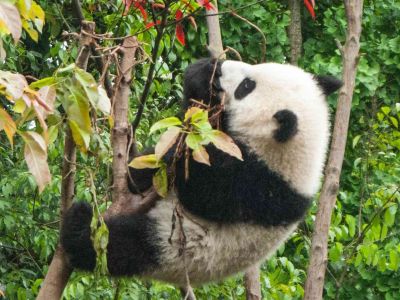 Chengdu Panda Sanctuary