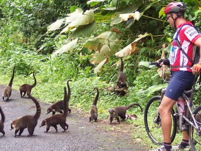 Coatimundi crossing a jungle road with cyclist, Costa Rica