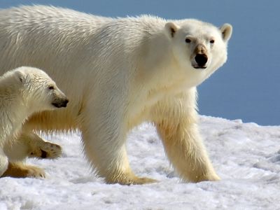 Polar Bear with Cub