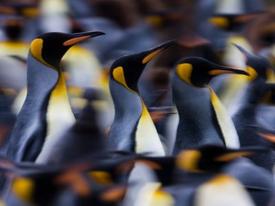 Penguins, Antarctica