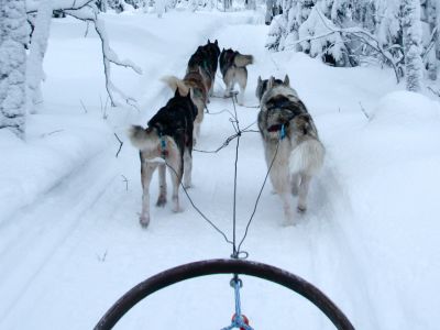 Dogsledding through Riisitunturi National Park, Finland