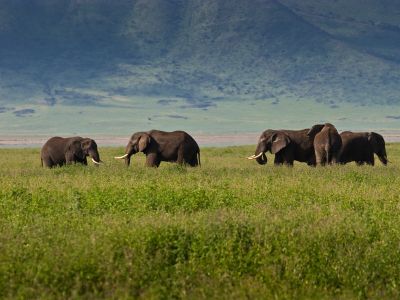 Viewing elephants on a safari holiday