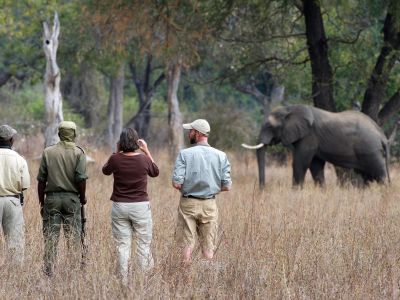 Elephant watching
