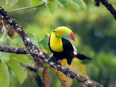 Toucan
