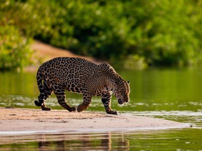 cheetah