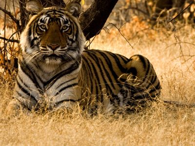 Wildlife Holidays