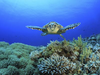 Coral Reef and Sea Turtle