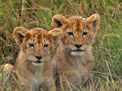 Safari Extension after Rongai Route