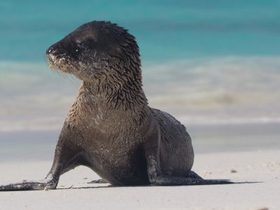 Sea lion