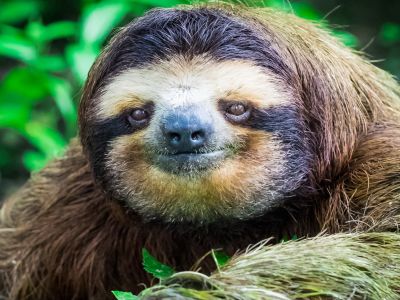 A sloth stops to pose for a photograph in Costa Rica.