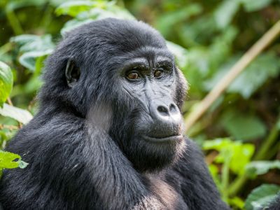 Close up portrait of a mountain gorilla (beringei beringei) at a short distance in natural habitat. Bwindi Impenetrable Forest National Park, Uganda.