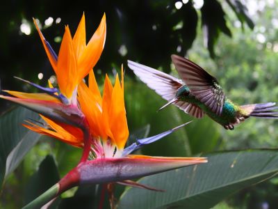 Flying Hummingbird at a Strelitzia flower