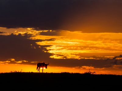 Wildbeast sunset, Masai Mara - Copyright Paul Goldstein