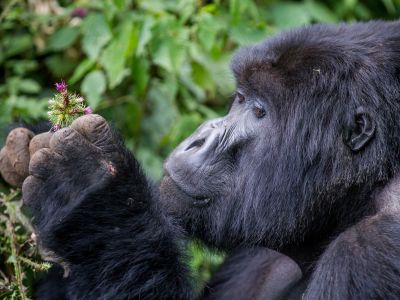 Primates