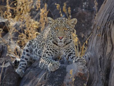 Leopard in Botswana