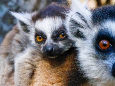 Ring-tailed lemur (lemur catta) and cute cup, Madagascar