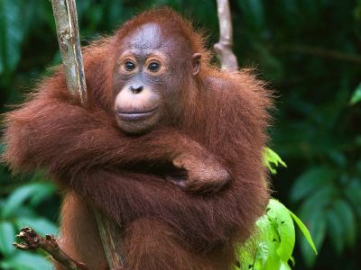 Borneo Wildlife Family Holiday | Exodus Borneo Wildlife Family Holiday | Exodus