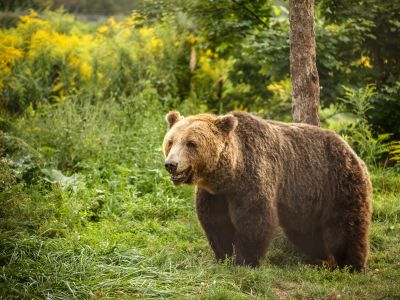 European brown bear walking in forest