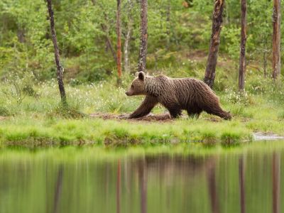 Young brown bear is walking by the shore. Finland
