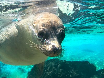 Curious sea lion underwater, Galapagos Islands