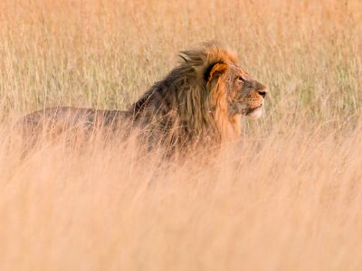 Lion in Savuti