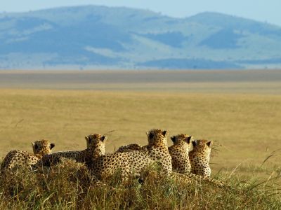 cheetah cubs in Masai Mara