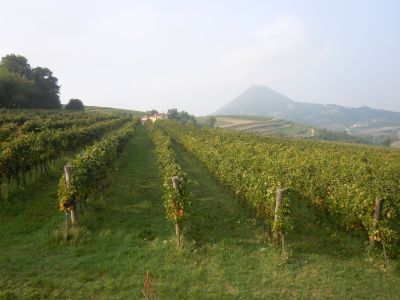 Cortela to Arqua Petrarca walk