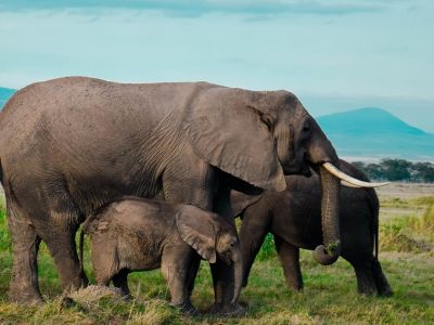 Elephant herd