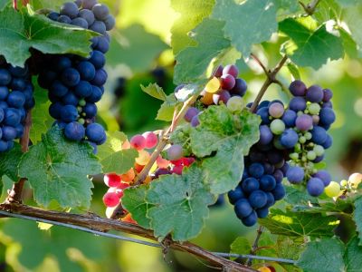 Wine Tour in Europe