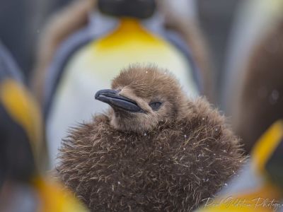 King penguin chick