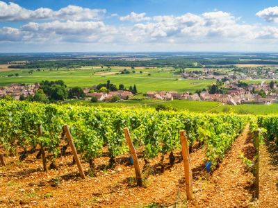 burgundy-vineyards